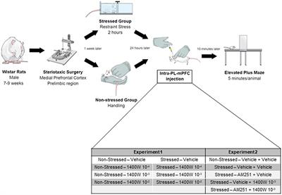 Inducible Nitric Oxide Synthase Inhibition in the Medial Prefrontal Cortex Attenuates the Anxiogenic-Like Effect of Acute Restraint Stress via CB1 Receptors